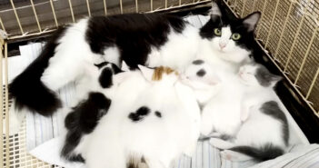 子猫達を出産した母猫
