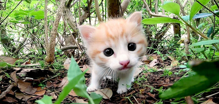 草むらで見かけた子猫。ちょっと緊張しながらも好奇心には勝てなくて、つぶらな瞳でじっと見つめてくる様子が可愛い♪
