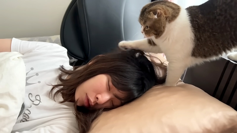 お母さんを起こそうとする猫