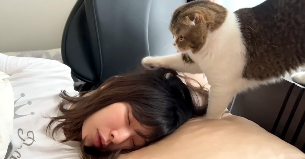かこ♡リピーター様リクエスト　特大猫様 mamakiai_cat_title-1024x534.jpg