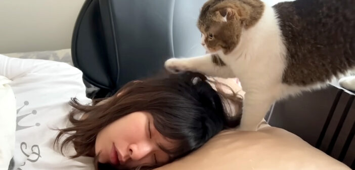 お母さんを起こそうとする猫