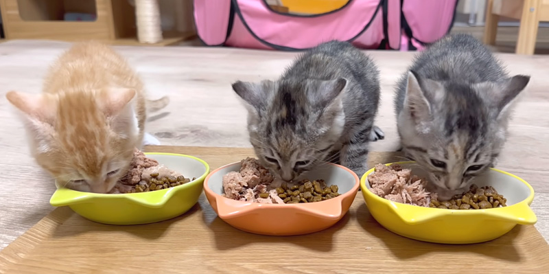 ご飯を食べる子猫達