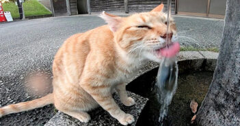 水をペロペロする猫