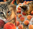 桃が大好きな猫