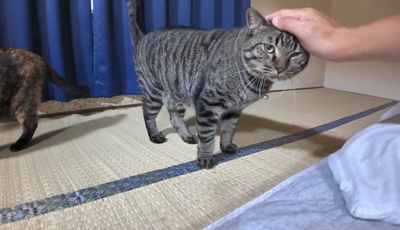 撫でられる猫