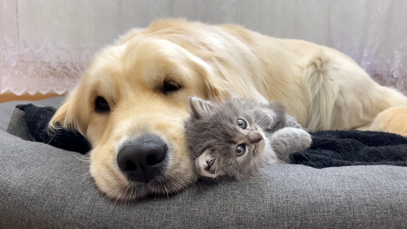 ゴールデンレトリバーに寄り添う子猫