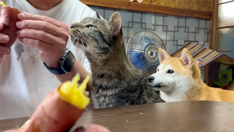 お芋を催促する猫と犬