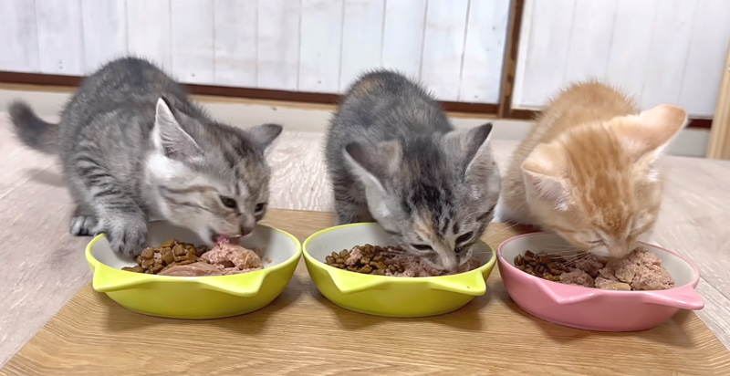 ご飯を食べる子猫達