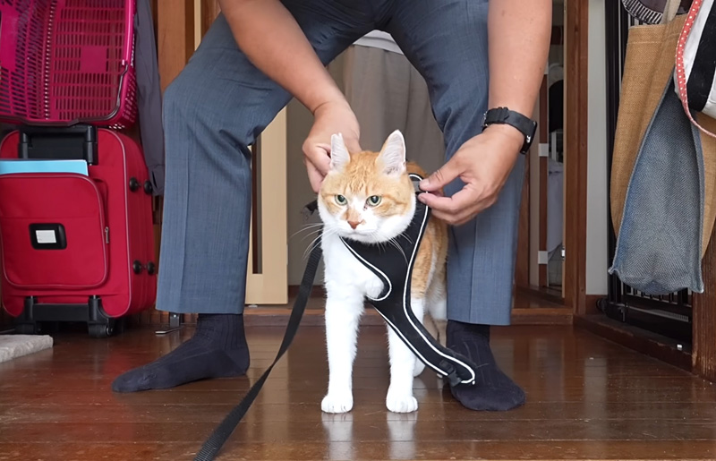 不器用なお父さんと散歩に出かける猫