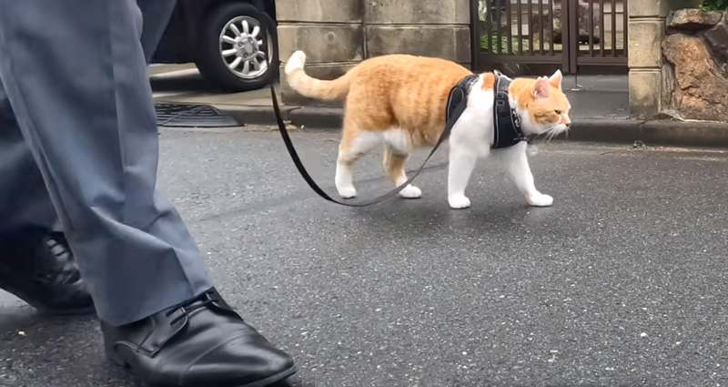 お父さんと散歩する猫