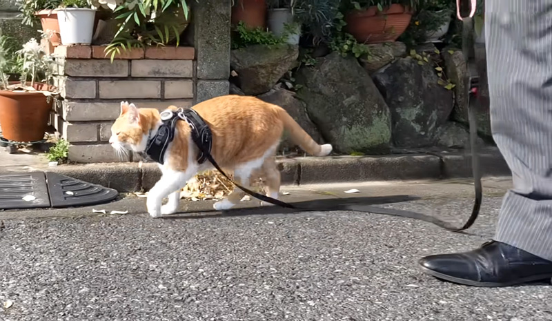 散歩する猫