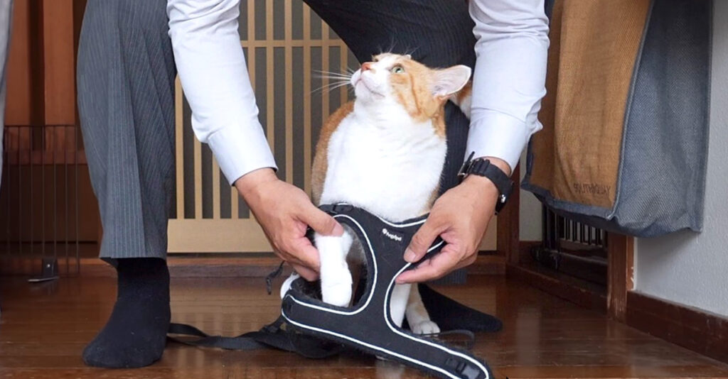 papasanpo_cat_title-1024x534.jpg