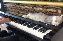 ピアノ好きの猫