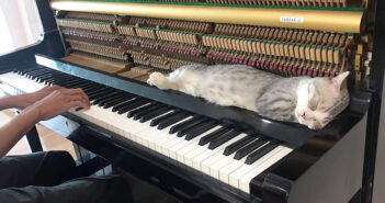 ピアノ好きの猫