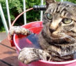 露天風呂好きの猫
