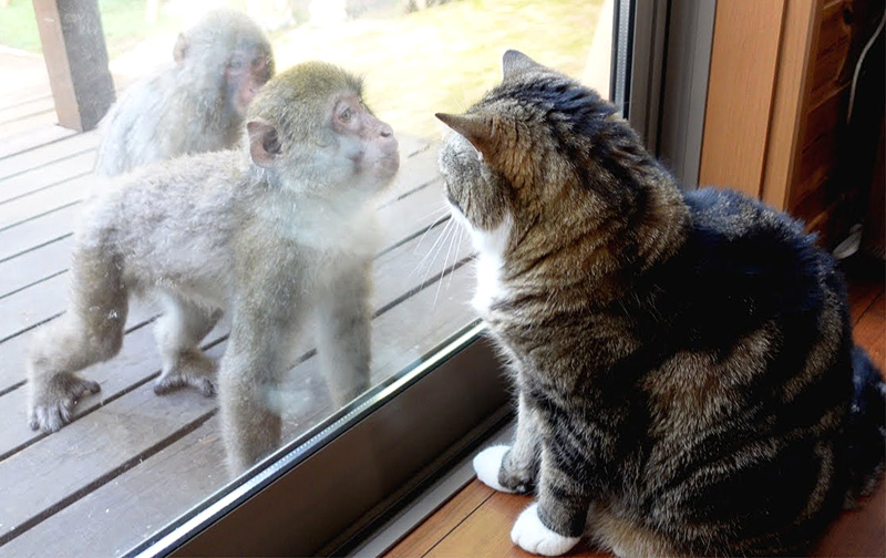 サルと対峙する猫