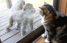 サルと対峙する猫