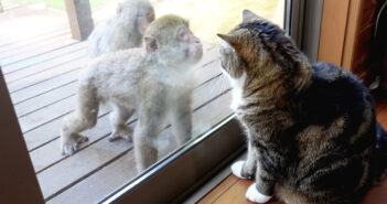 サルと対峙する猫