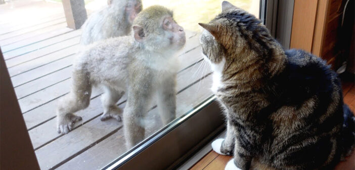 サルと対峙する猫