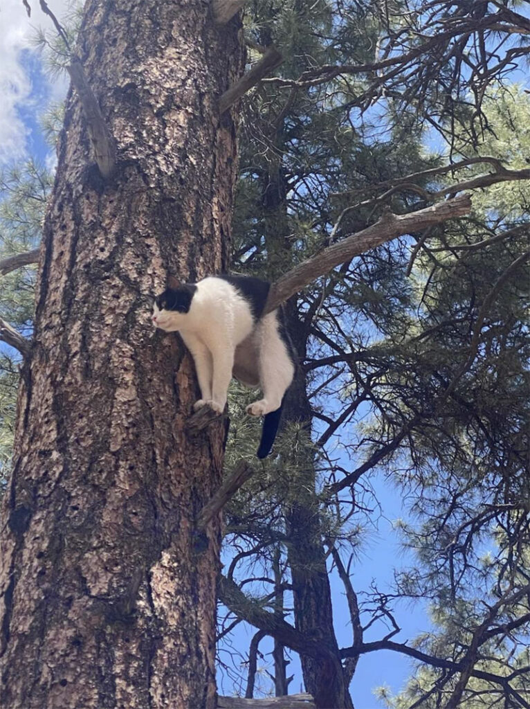 木の上の猫