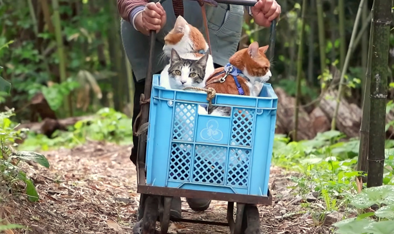 うるいの収穫に向かう猫達