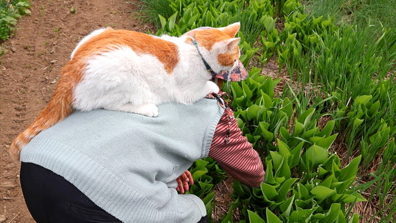 おばあちゃんを応援する猫