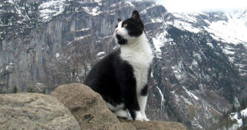 山で出会った猫