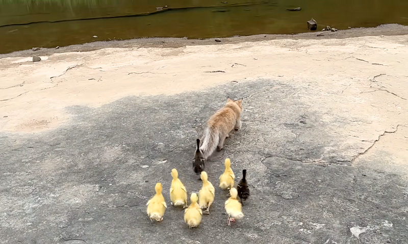 アヒルのヒナ達を川に連れて行く子猫