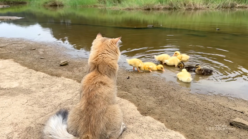 川遊びするヒナ達を見守る子猫