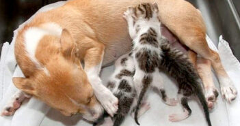 母犬と子猫達