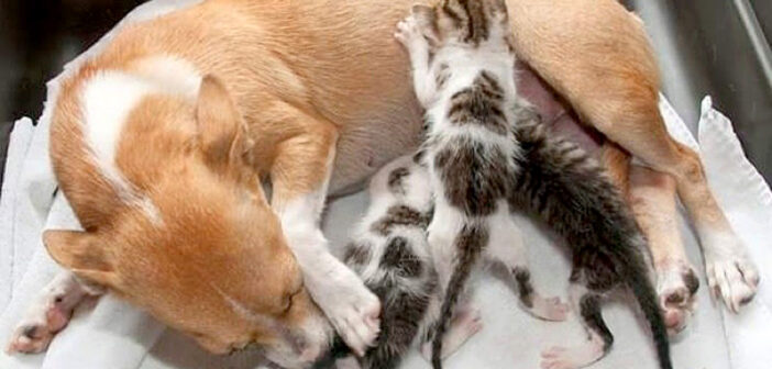 母犬と子猫達