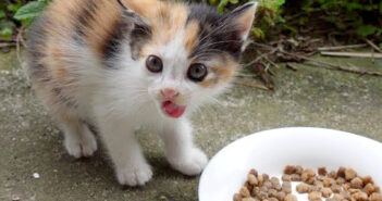 ご飯を食べる三毛猫