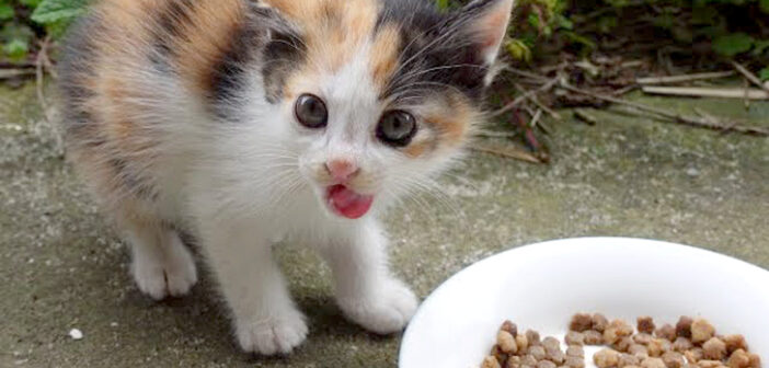 ご飯を食べる三毛猫