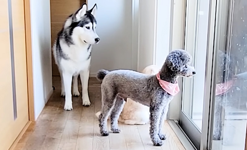 プールが気になる猫と犬