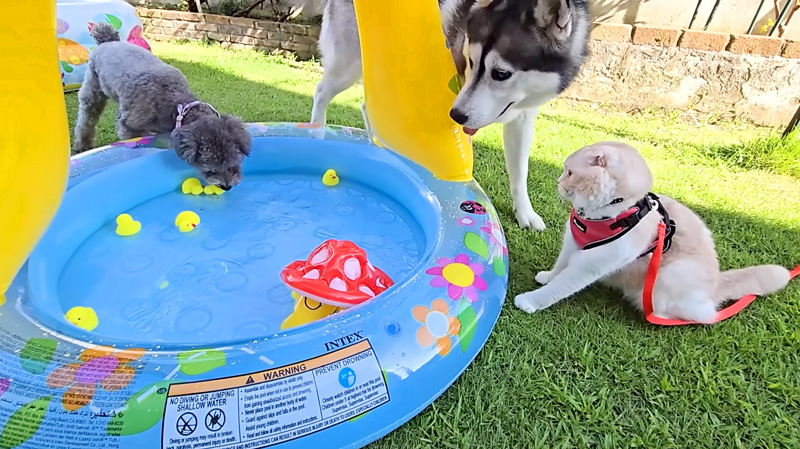 プールが気になる猫と犬