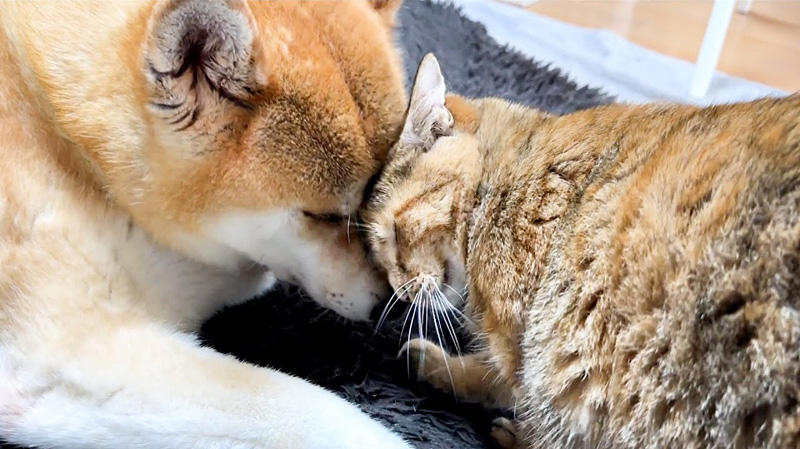 柴犬に頭を擦りつける猫