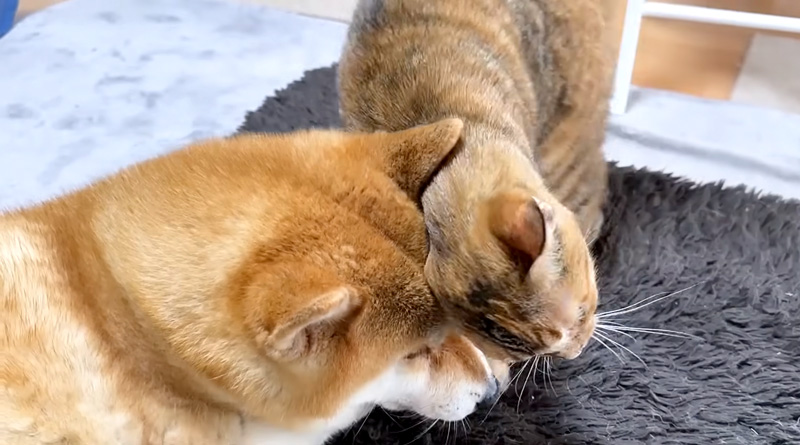 柴犬に頭を擦りつける猫