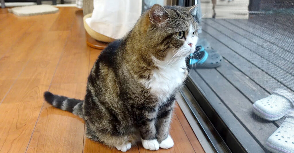 hagesiiraiu_cat_title-1024x534.jpg