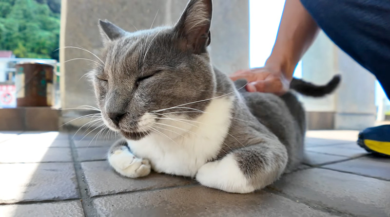 鳩のような声を出す猫