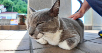 鳩のような声を出す猫