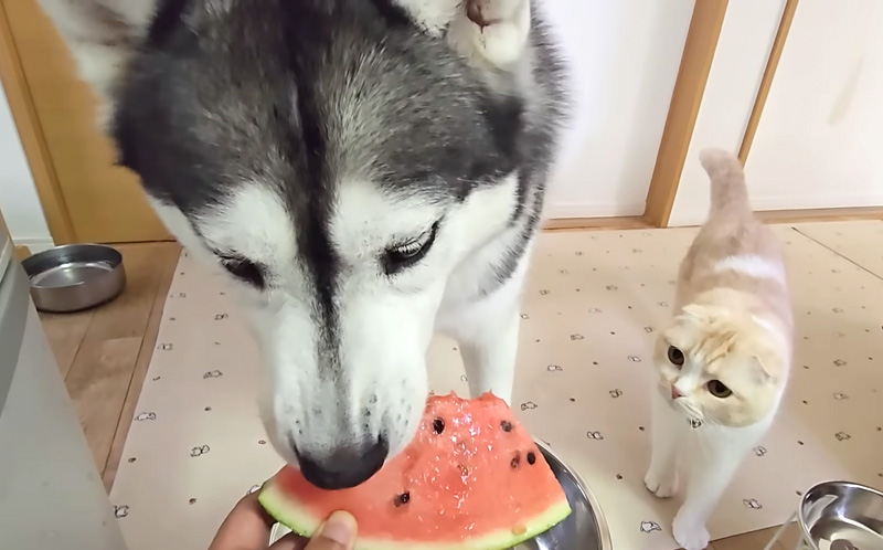 スイカを食べるハスキー犬