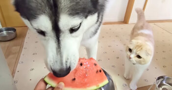 スイカが気になる猫