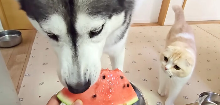 スイカが気になる猫