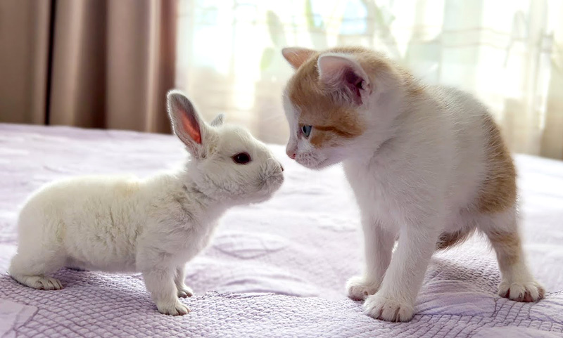 初めて会った子猫と子ウサギ