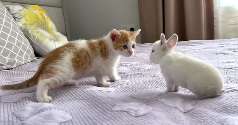 初めて会った子猫と子ウサギ