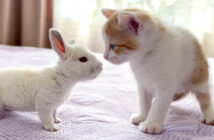 初めて会った子猫と子ウサギ