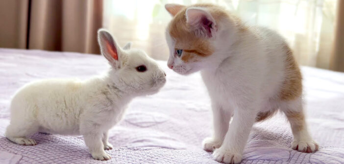 初めて会った子猫と子ウサギ