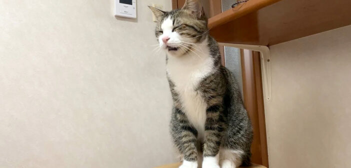 返事をする猫