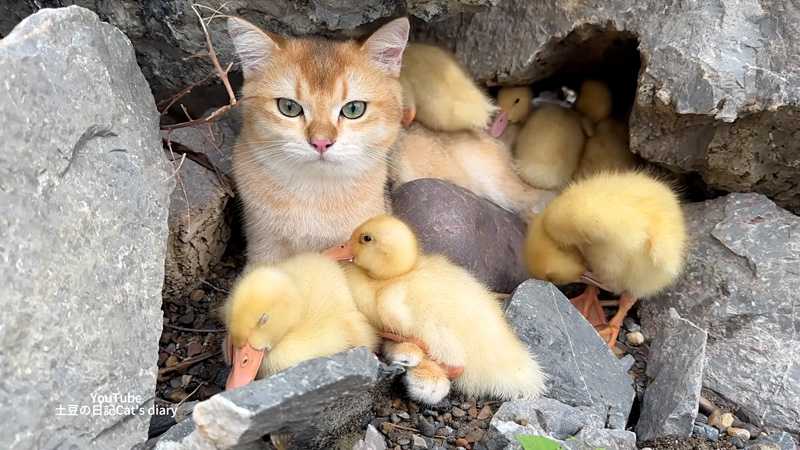 ヒナ達と休憩する子猫