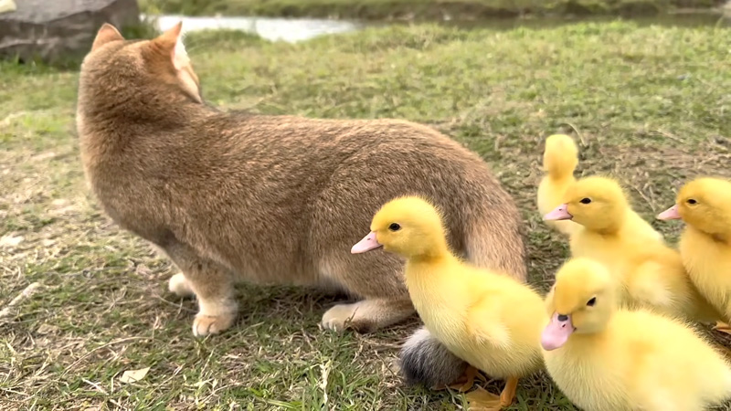 アヒルのヒナと冒険する子猫